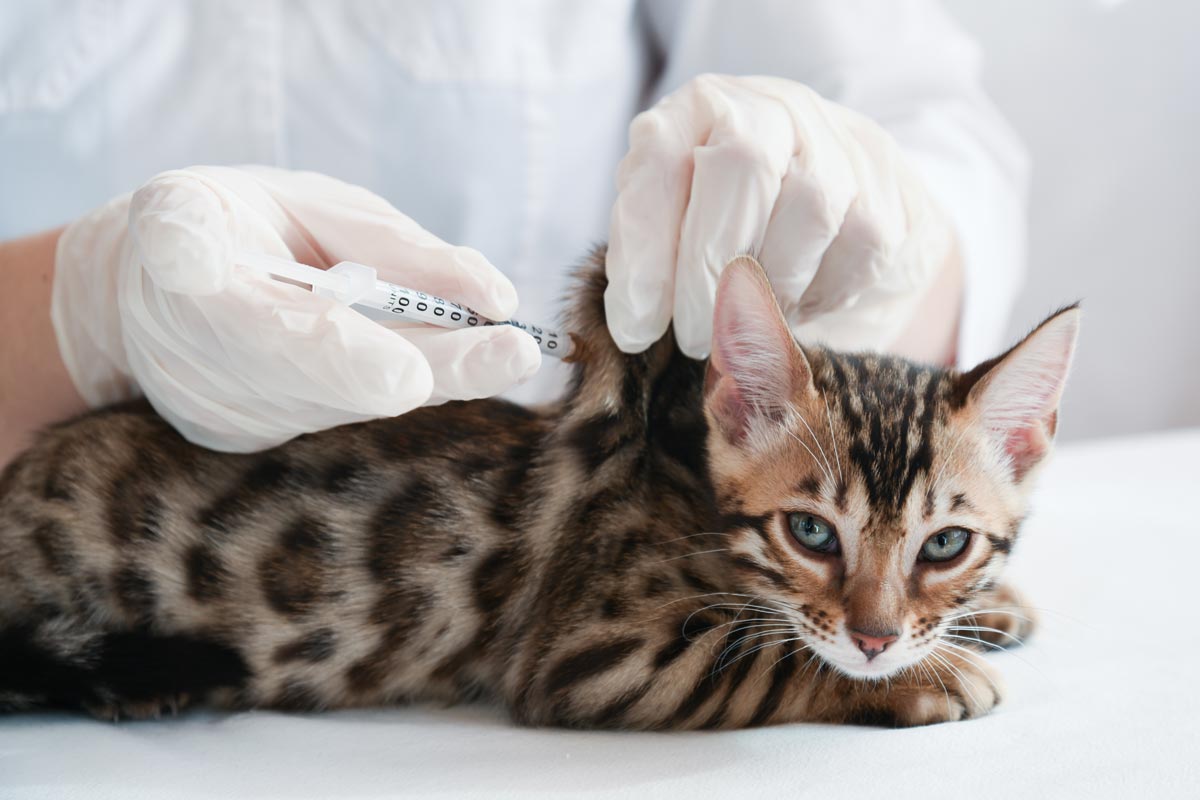 Tierarzt Haustier Impfung Katze Impfung Hund